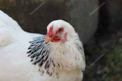 White-headed Dutch chickens