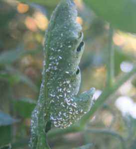 Whitefly control on tomatoes
