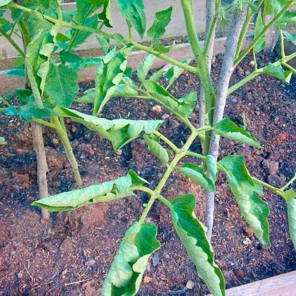 Why are leaves twisted around tomato seedlings