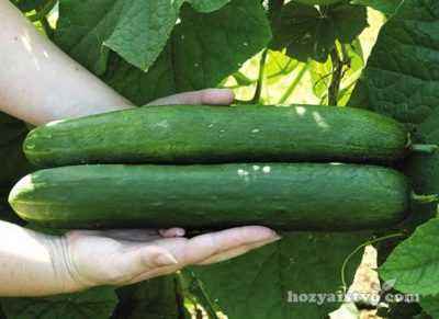 Why cucumbers are not tied in the greenhouse