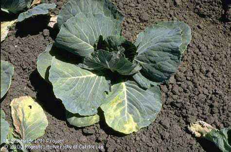Why do cabbage seedlings wither leaves