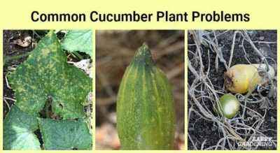Why do cucumbers have dried stems?