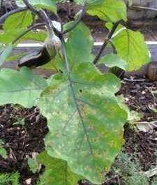 Why do eggplant leaves dry