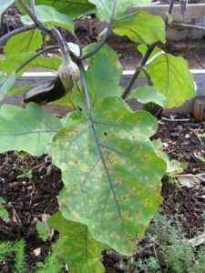 Why do eggplant leaves turn yellow