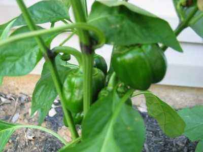 Why do peppers turn black leaves