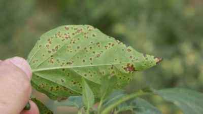 Why do pimples appear on pepper leaves