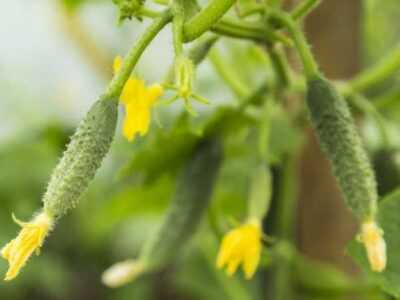 Why does the ovary of cucumbers dry in the greenhouse?