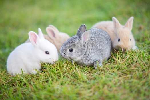Why does the rabbit push the newborn rabbits away?