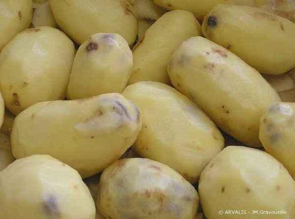 Why potatoes blackened inside