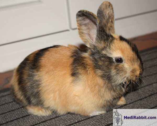 Why rabbit bloating occurs