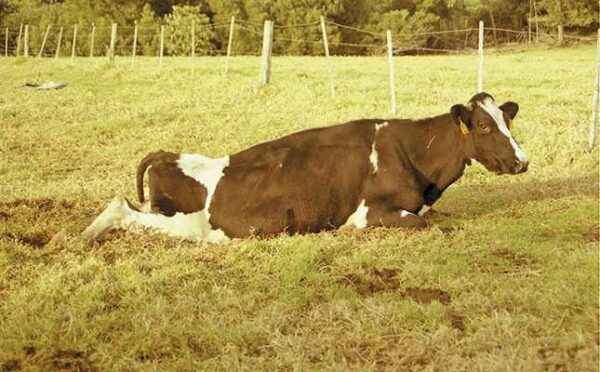 Why the calf cannot stand up