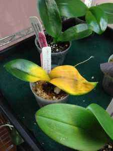 Why the yellow leaves of the orchid