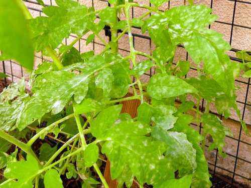 Why white spots appear on the leaves of tomato seedlings