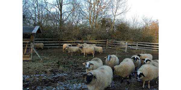 Winter Sheep Care