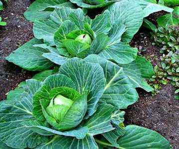 You can or cannot plant cabbage in the shade