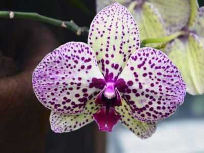 Как пользоваться агриколой для орхидей
