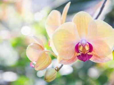 Поливаем орхидею удобрением