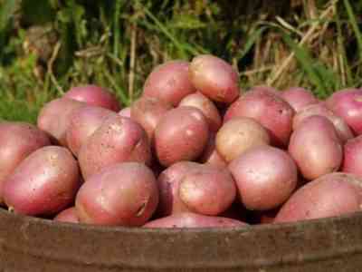 Характеристика сорта картофеля Алладин