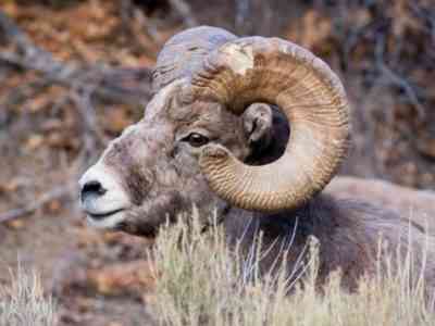 Sheep of Altai breed are distinguished by massive horns.