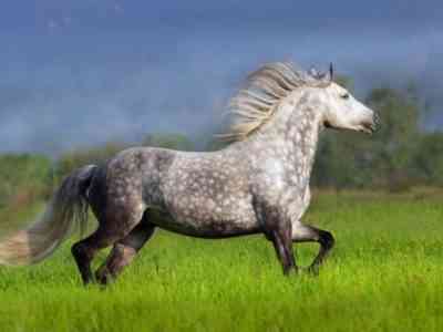 Appearance of the Andalusian breed
