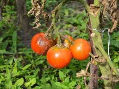 Болезни рассады помидоров и их лечение