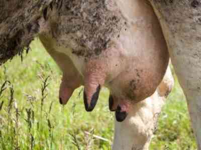 Болезни и болячки вымени у коров