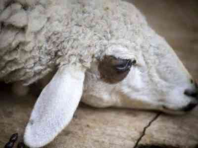 Овцы тяжело переносят сырость и повышенную влажность