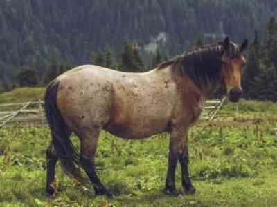 Bay roan horse