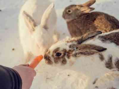 What feed rabbits in winter