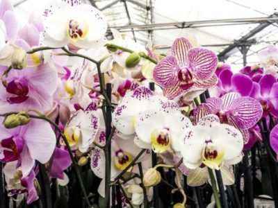 Орхидея включает в себя много подвидов