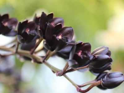 Описание Черной орхидеи