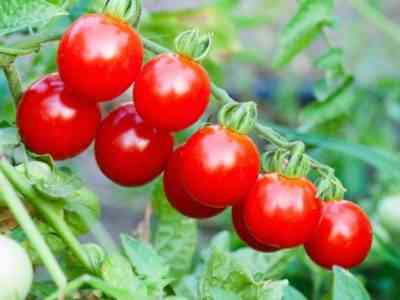 Характеристика томатов сорта Черри Вишня