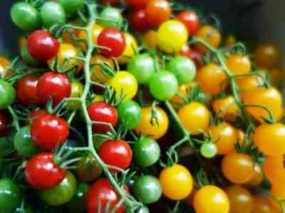 Существует несколько разновидностей томатов данного сорта