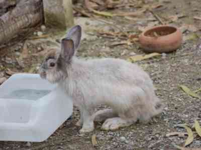 Chiktonik for rabbits is added to water and bred.