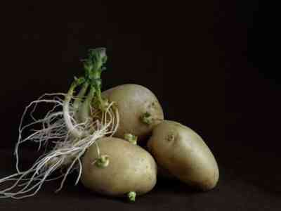 Проросший картофель можно кушать только варёным