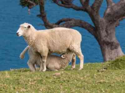 Продуктивность Цигайской породы овец