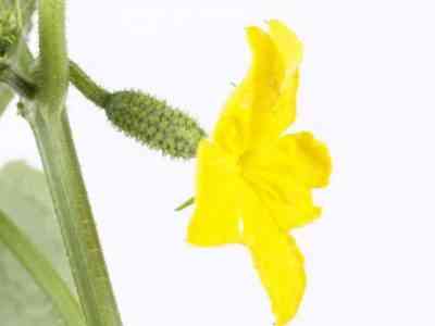 Описание цветения огурцов женского и мужского типа