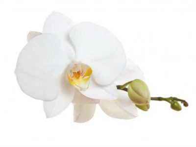 Особенности произрастания орхидеи