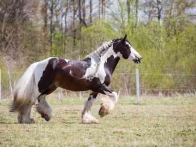 Цыганская лошадь Тинкер