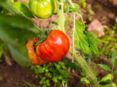 Характеристика сорта томатов Дачный любимец