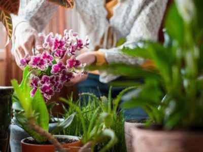 Для выращиваения экзотических драгоценных орхидей в домашних условиях следует знать особенности ухода