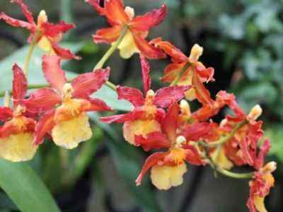 Орхидея Эпидендрум
