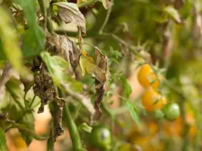 Борьба с фитофторой на помидорах