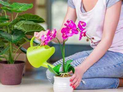 Орхидеи требуют интенсивного полива с небольшими интервалами.