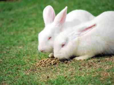 Hikol rabbit food