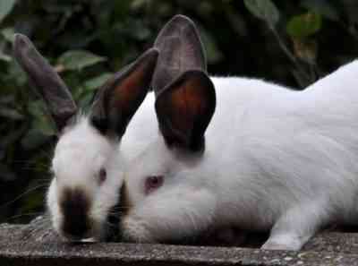 Hiplus rabbits