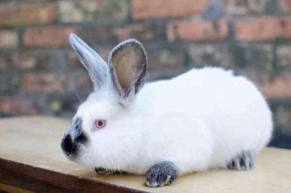 Rabbit appearance