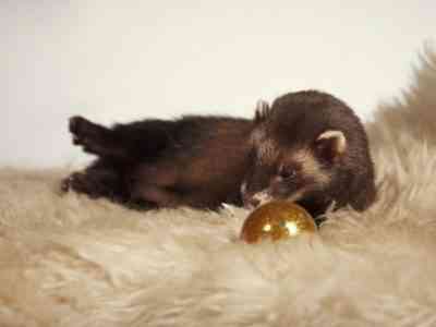 DIY tunnel toy for decorative ferret