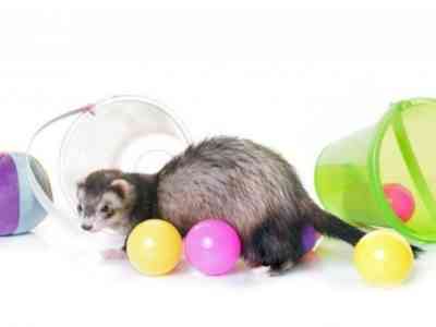 Various toys for domestic ferrets