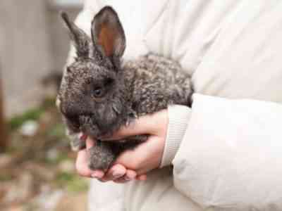 Artificial insemination of rabbits